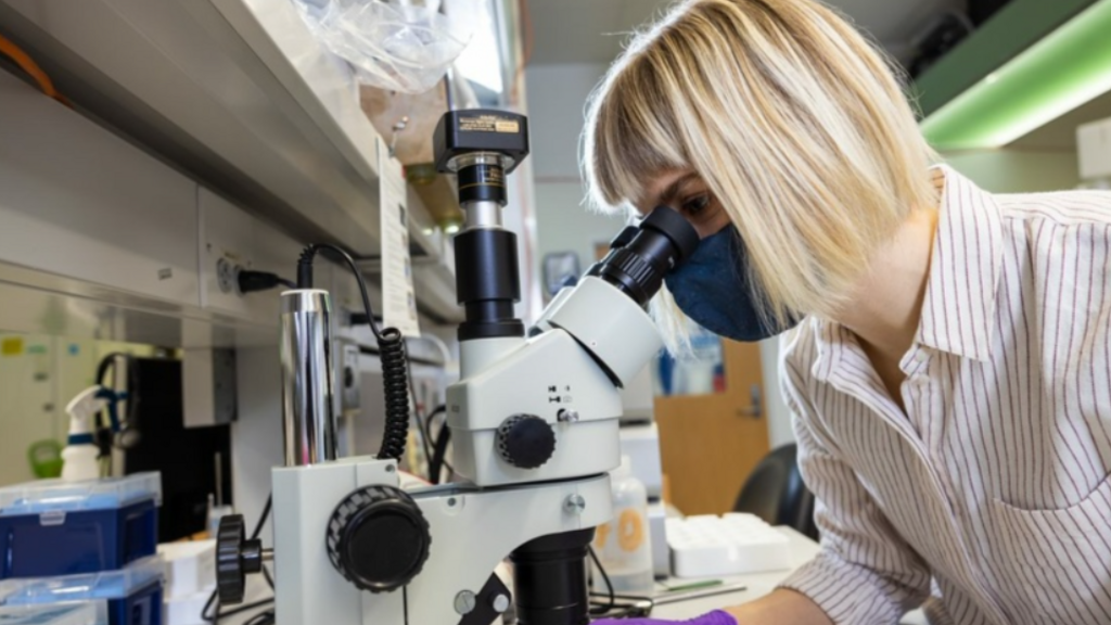 Hawk IDDRC pilot grant researcher looks in microscope